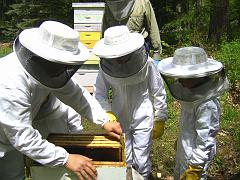 beekeeping1