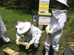 beekeeping2