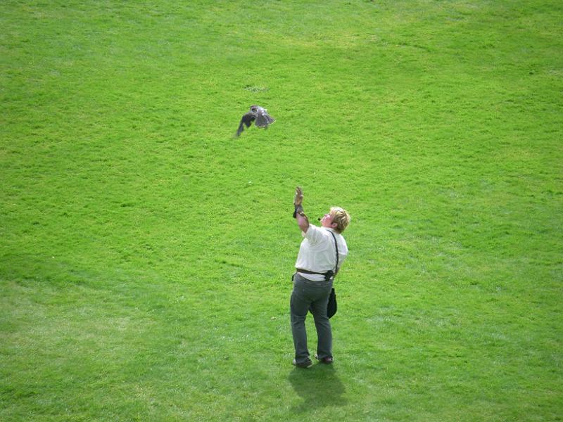 IMGP0929.JPG - Pembroke Castle, 8/17/2009; falconer releasing falcon.