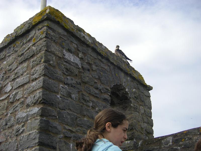 IMGP0931.JPG - Falcon sitting above Gabrielle's head!